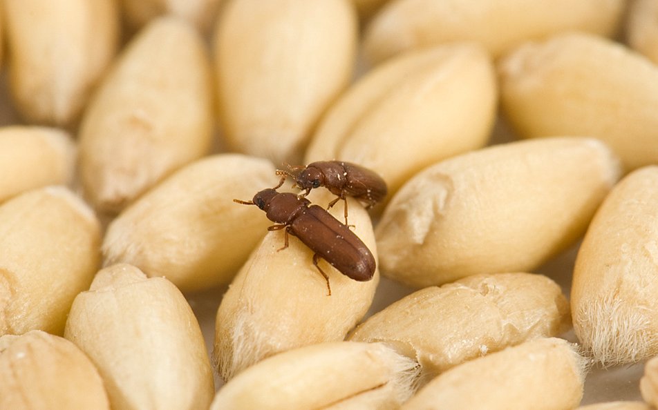 Stored Product Insects